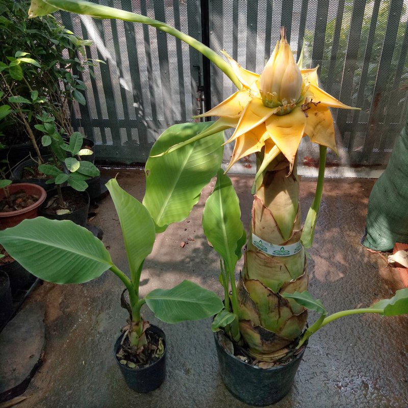 CÂY CHUỐI TÀI LỘC (CHUỐI SEN) 2