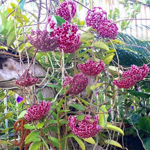 CÂY LAN CẨM CÙ ĐỎ