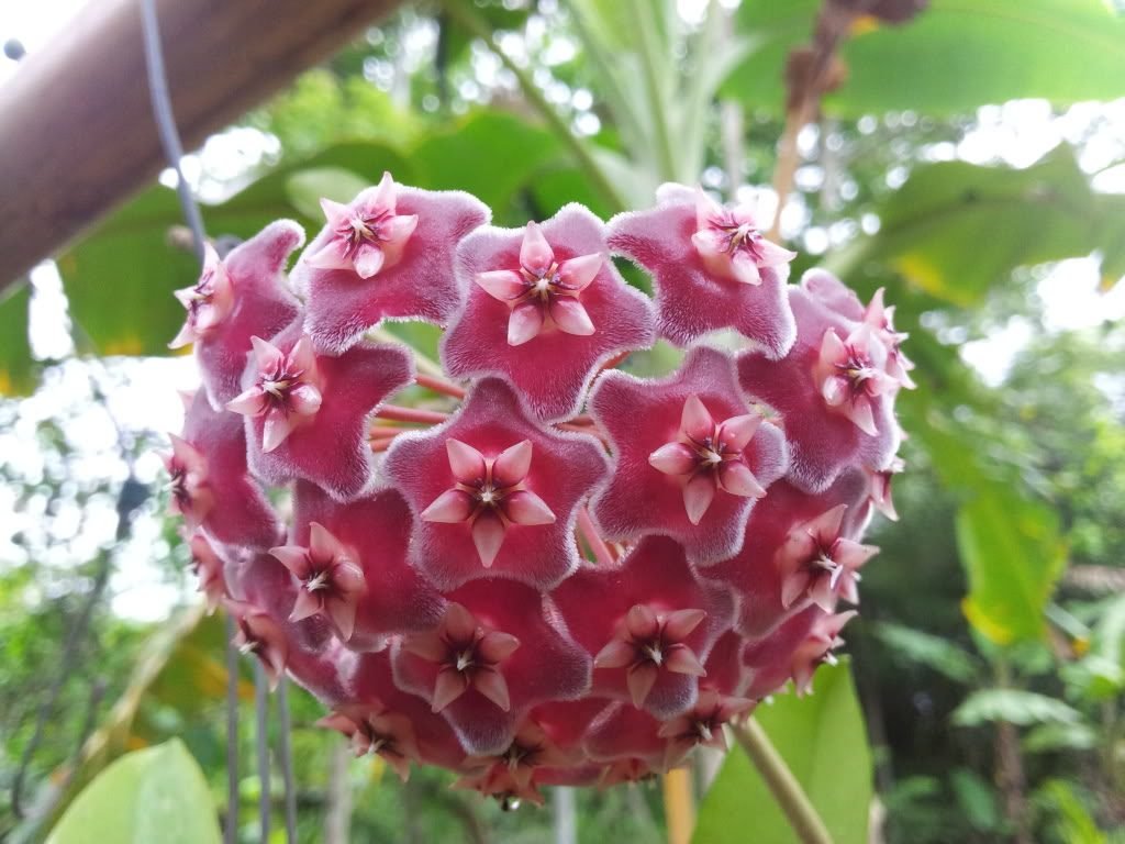 CÂY LAN CẨM CÙ ĐỎ 3