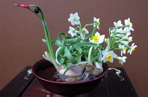 CỦ HOA THỦY TIÊN 2
