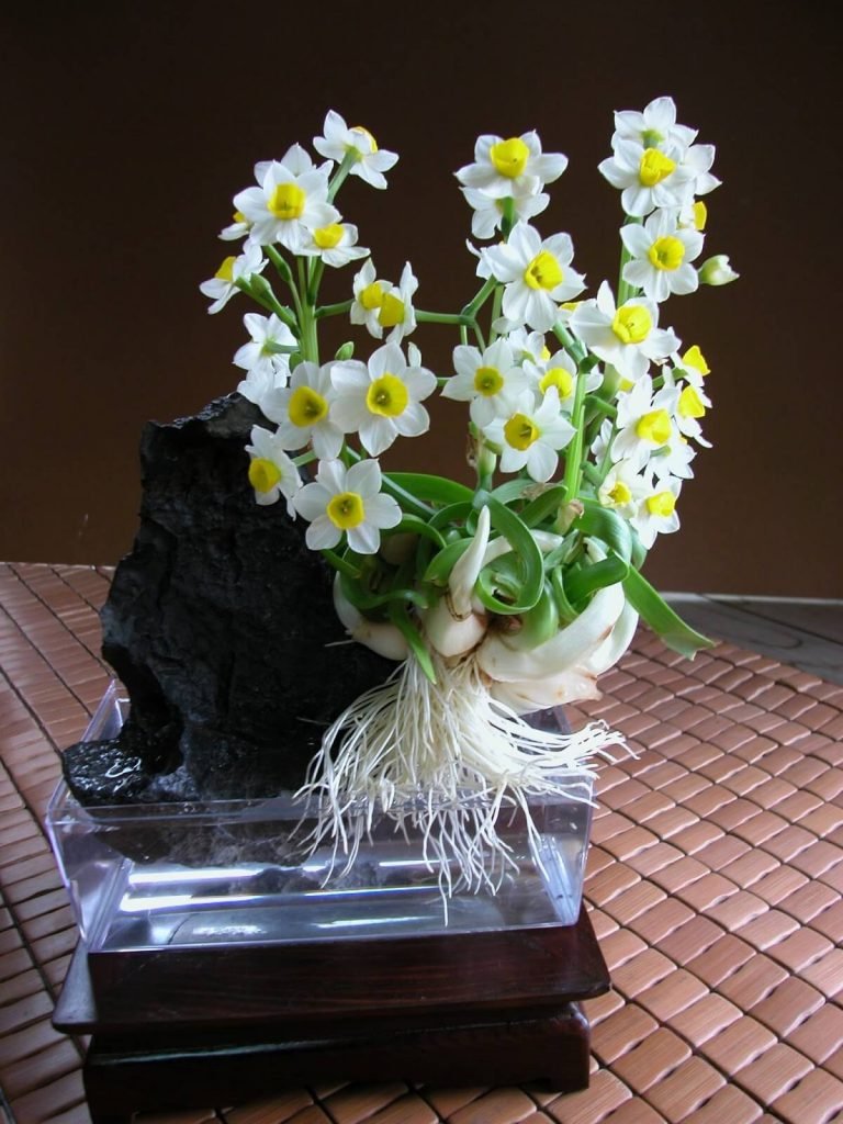 CỦ HOA THỦY TIÊN 3