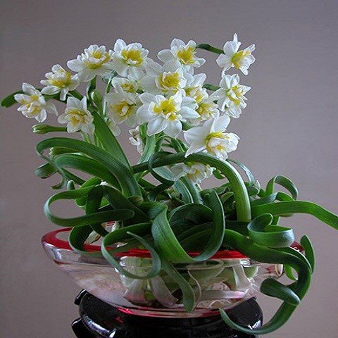 CỦ HOA THỦY TIÊN