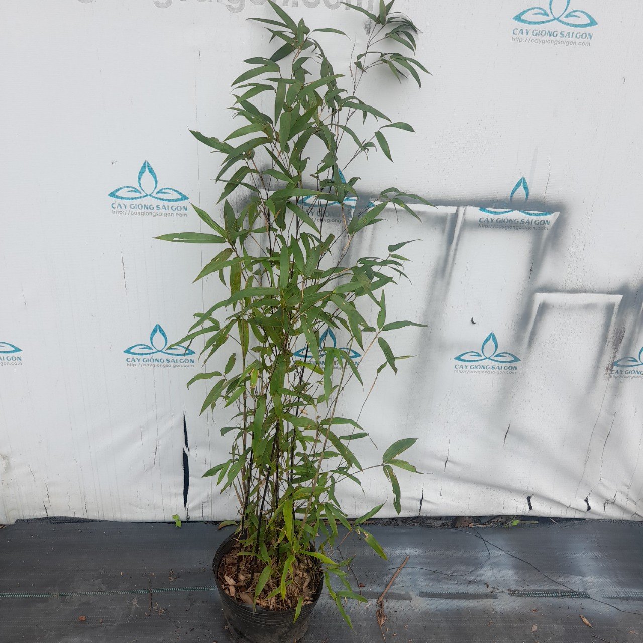 BỤI TRÚC ĐEN 3
