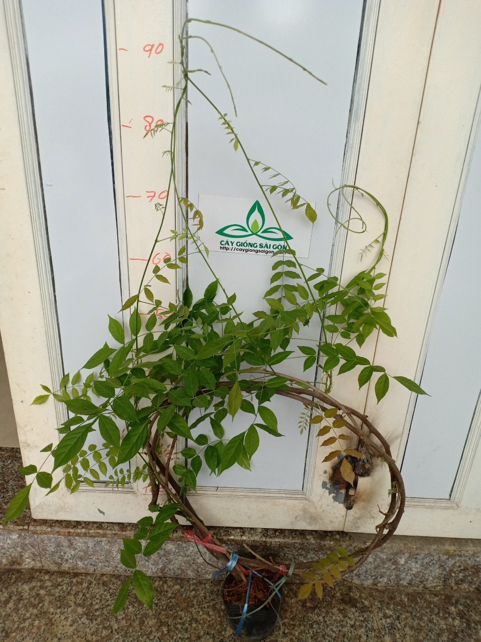 Cuộn hoa tử đằng 2