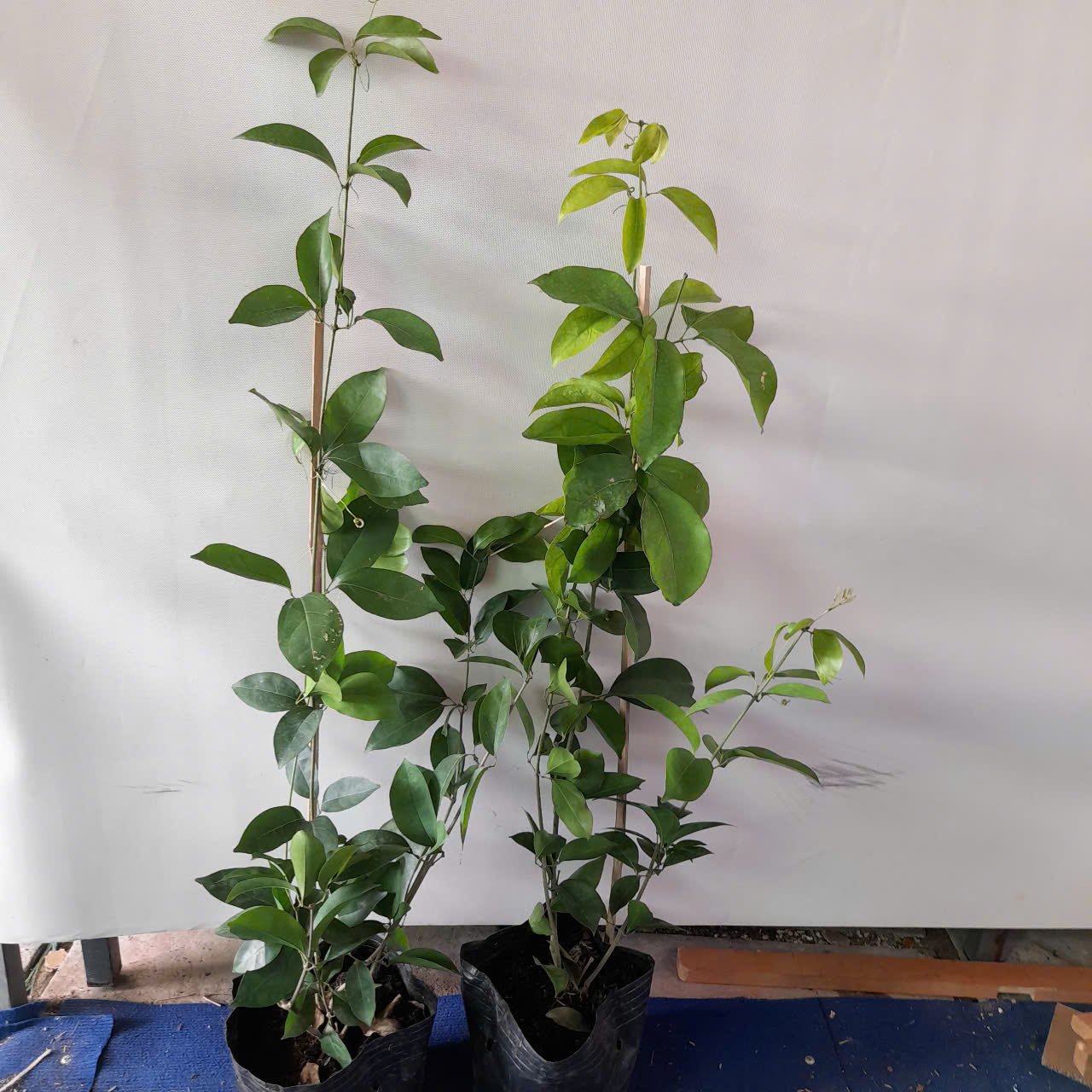 CHẬU LAN TỎI TÍM CAO 70-80CM 3