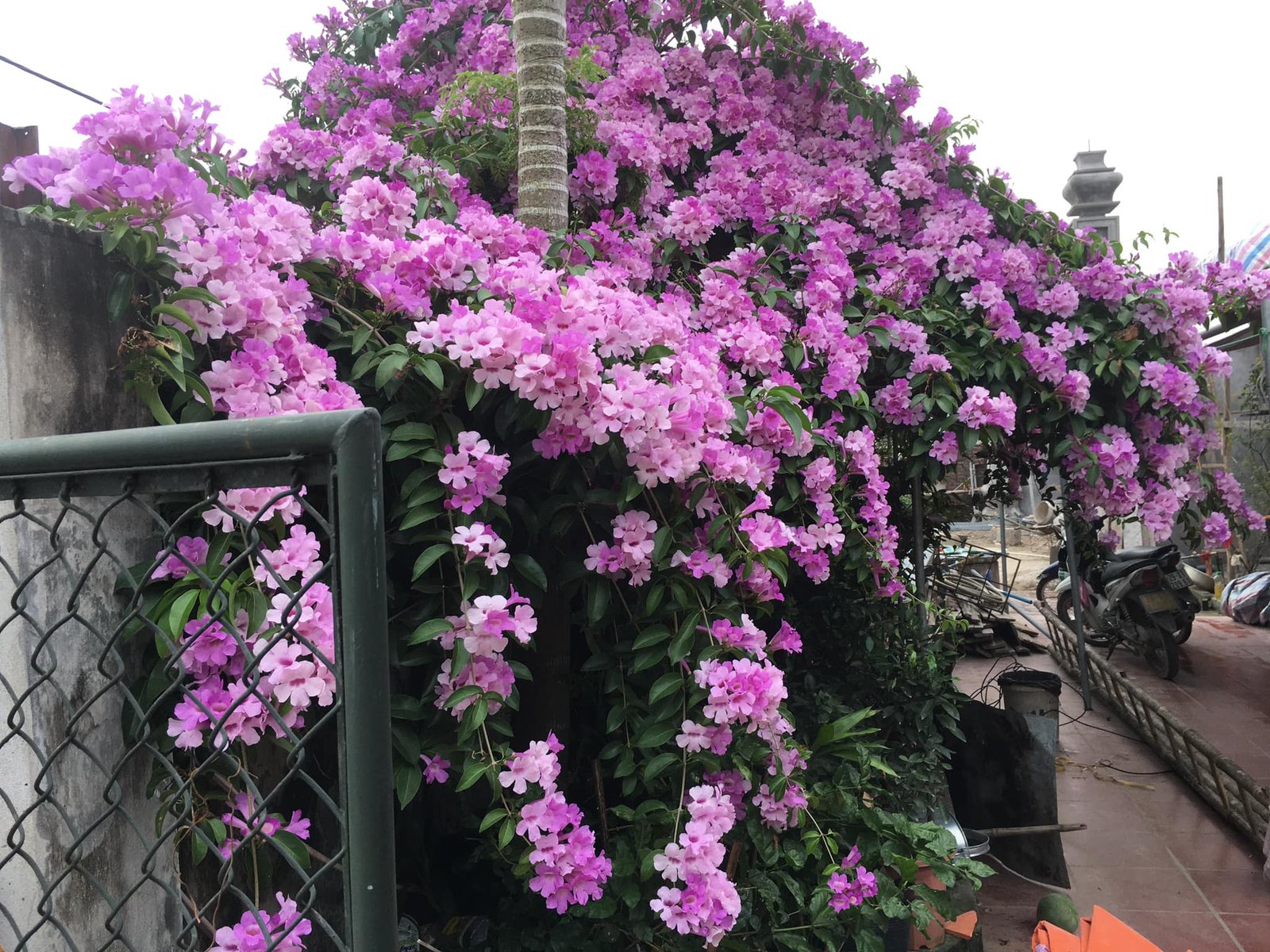 CHẬU LAN TỎI TÍM CAO 70-80CM 2