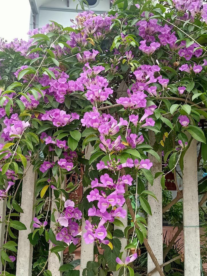 CHẬU LAN TỎI TÍM CAO 70-80CM