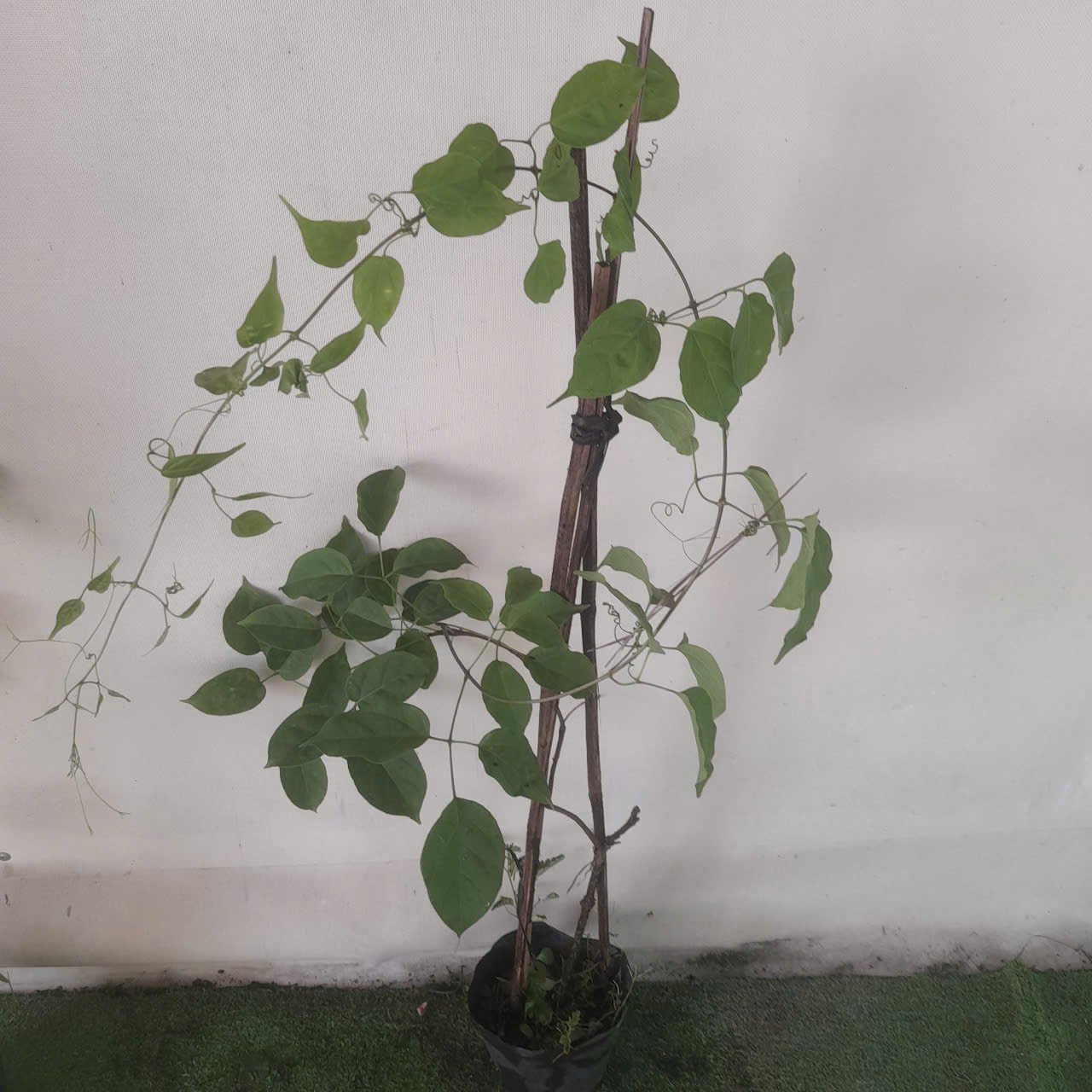 COMBO 2 CÂY HOA RẠNG ĐÔNG (CHÙM ỚT) CAO 60-70CM 2