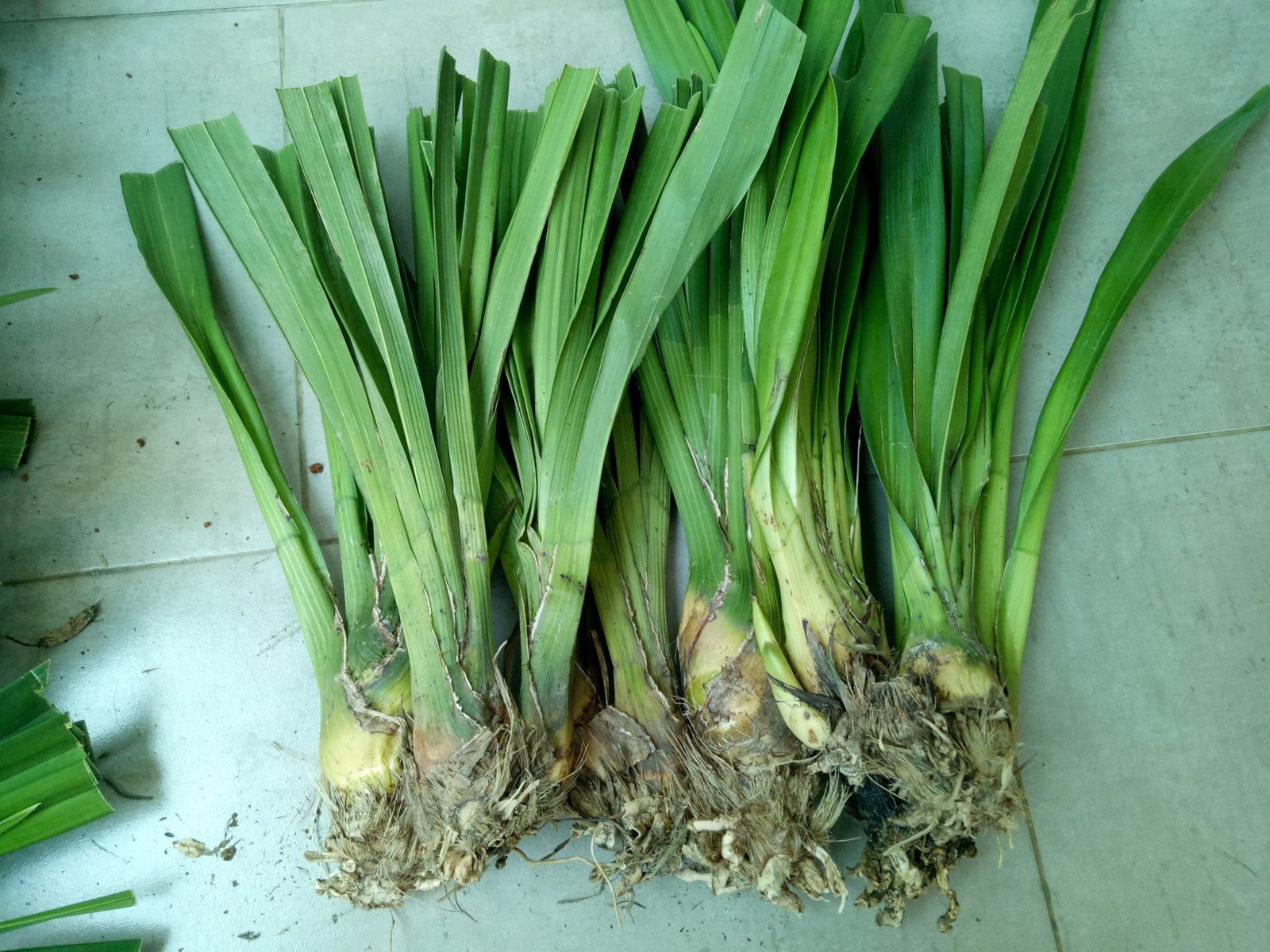 CỦ ĐỊA LAN (10 CỦ) 2