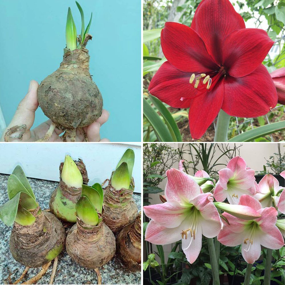 CỦ HUỆ ĐỎ