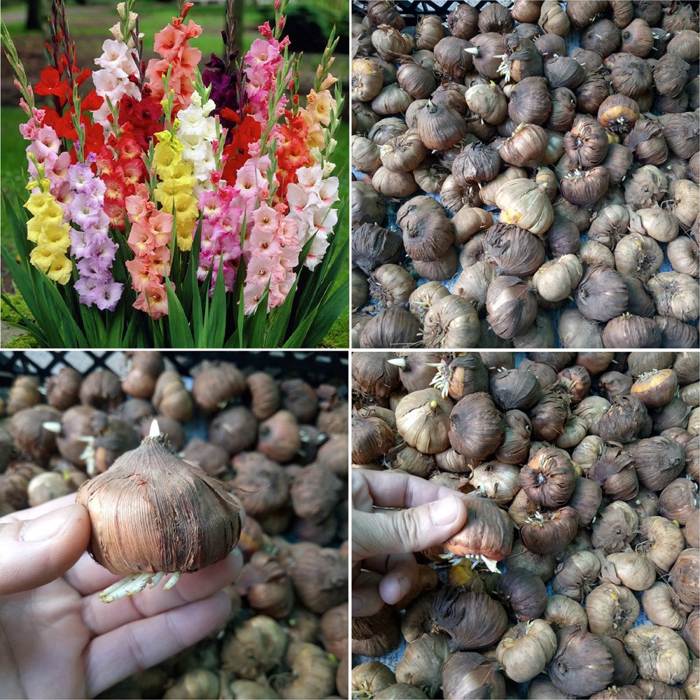 CỦ LAY ƠN (10 củ)