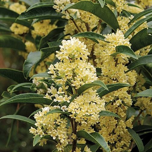 CÂY MỘC HƯƠNG – HOA THƠM NGÁT 80-90cm 3