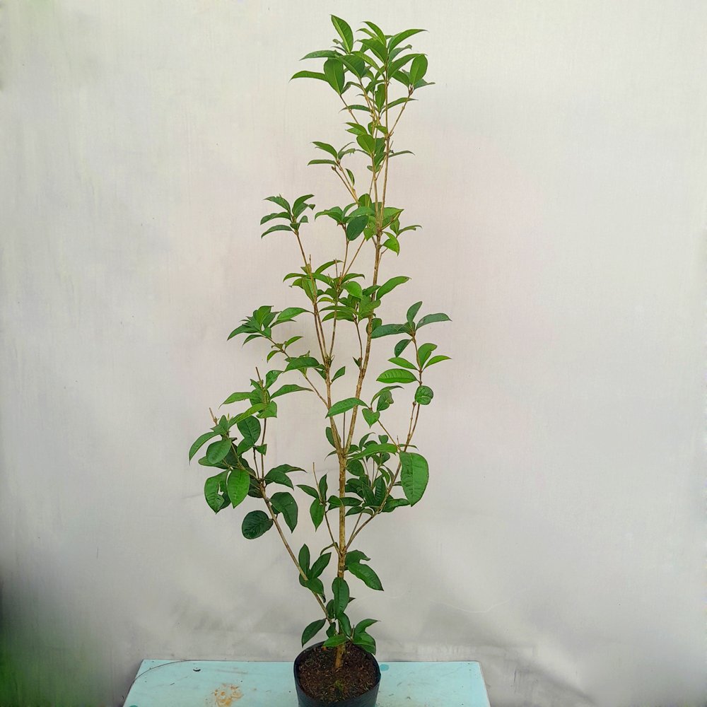 CÂY MỘC HƯƠNG – HOA THƠM NGÁT 80-90cm 2