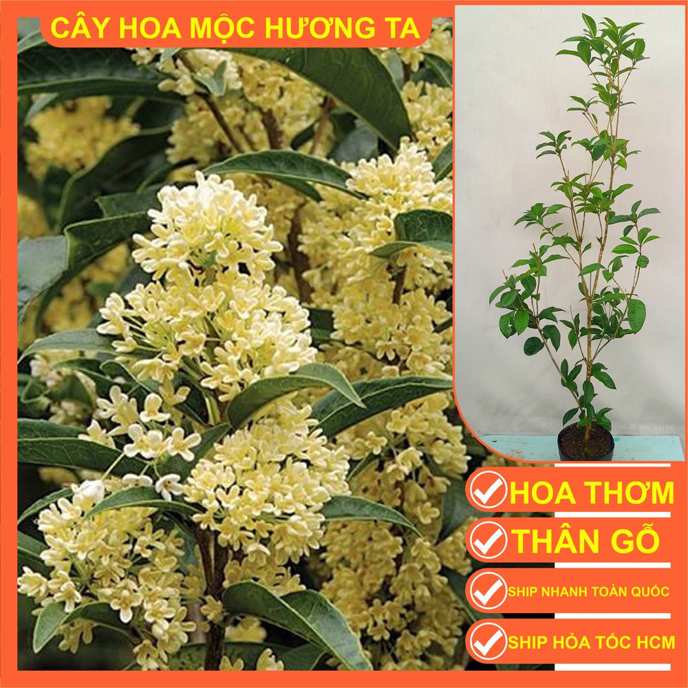 CÂY MỘC HƯƠNG – HOA THƠM NGÁT 80-90cm