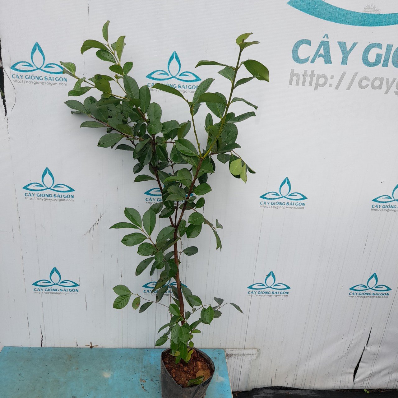 Cây ổi sim nhật 2