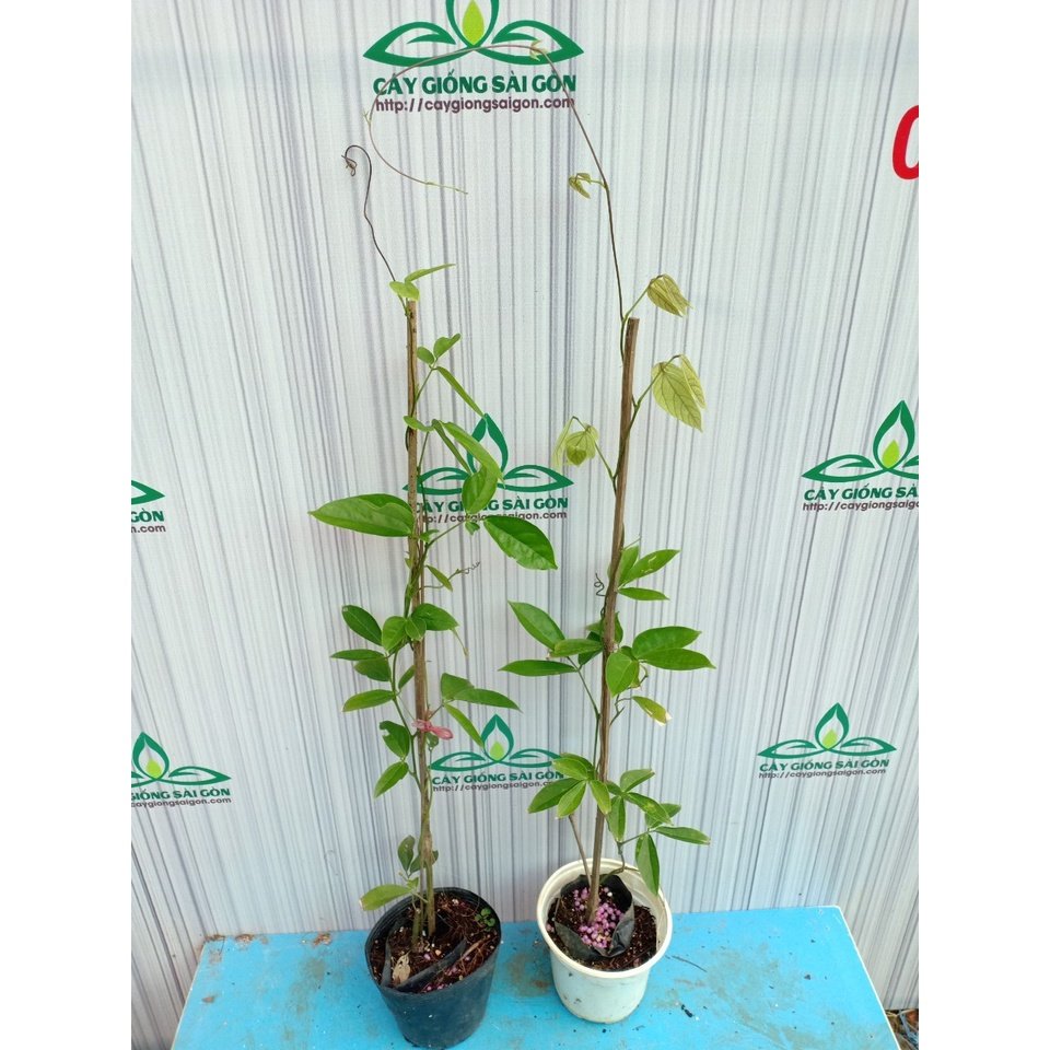 CÂY HOA MÓNG CỌP XANH 50cm 2