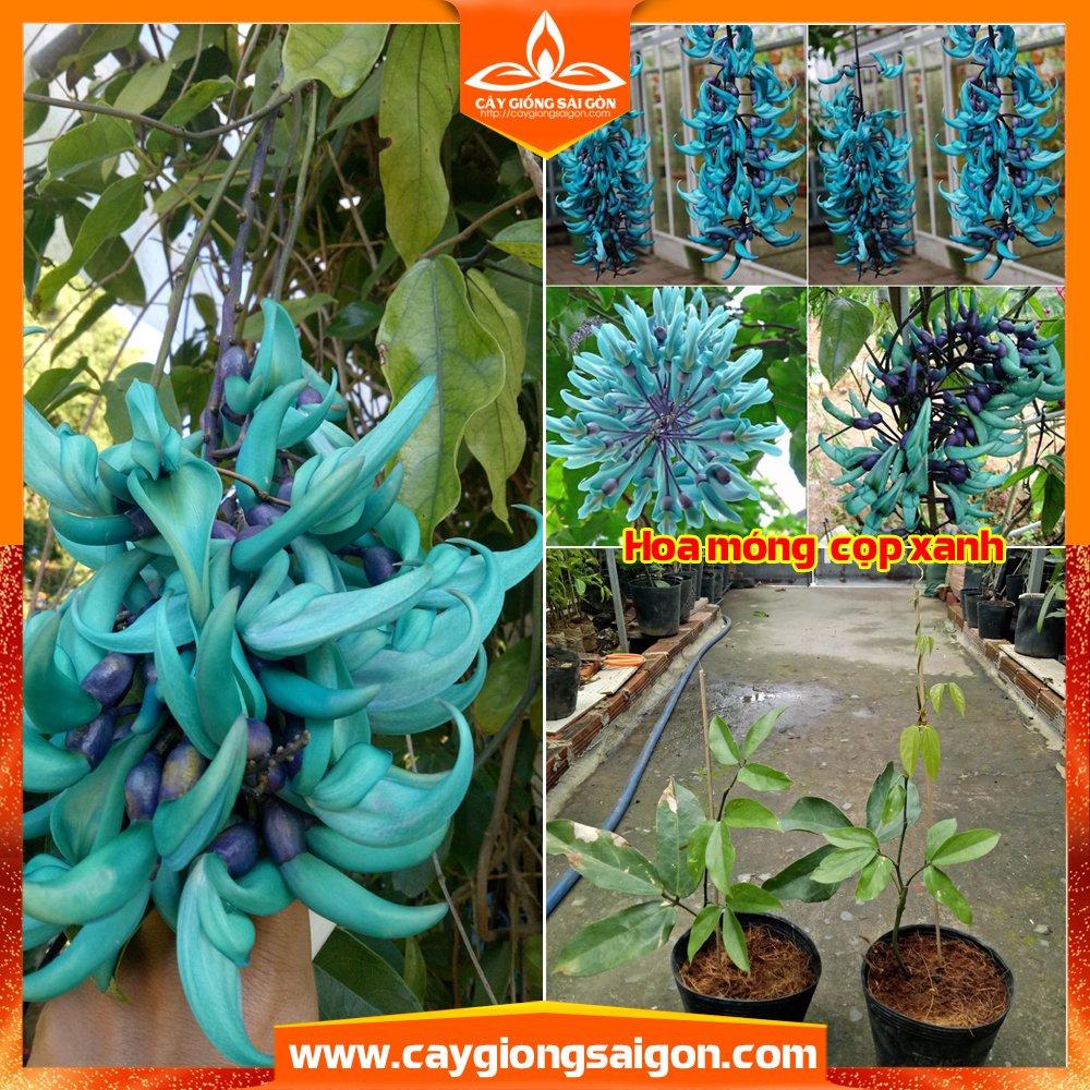 CÂY HOA MÓNG CỌP XANH 50cm