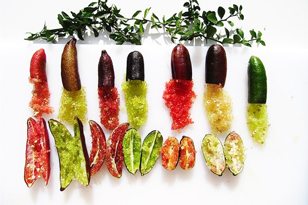 CÂY CHANH NGÓN TAY 3