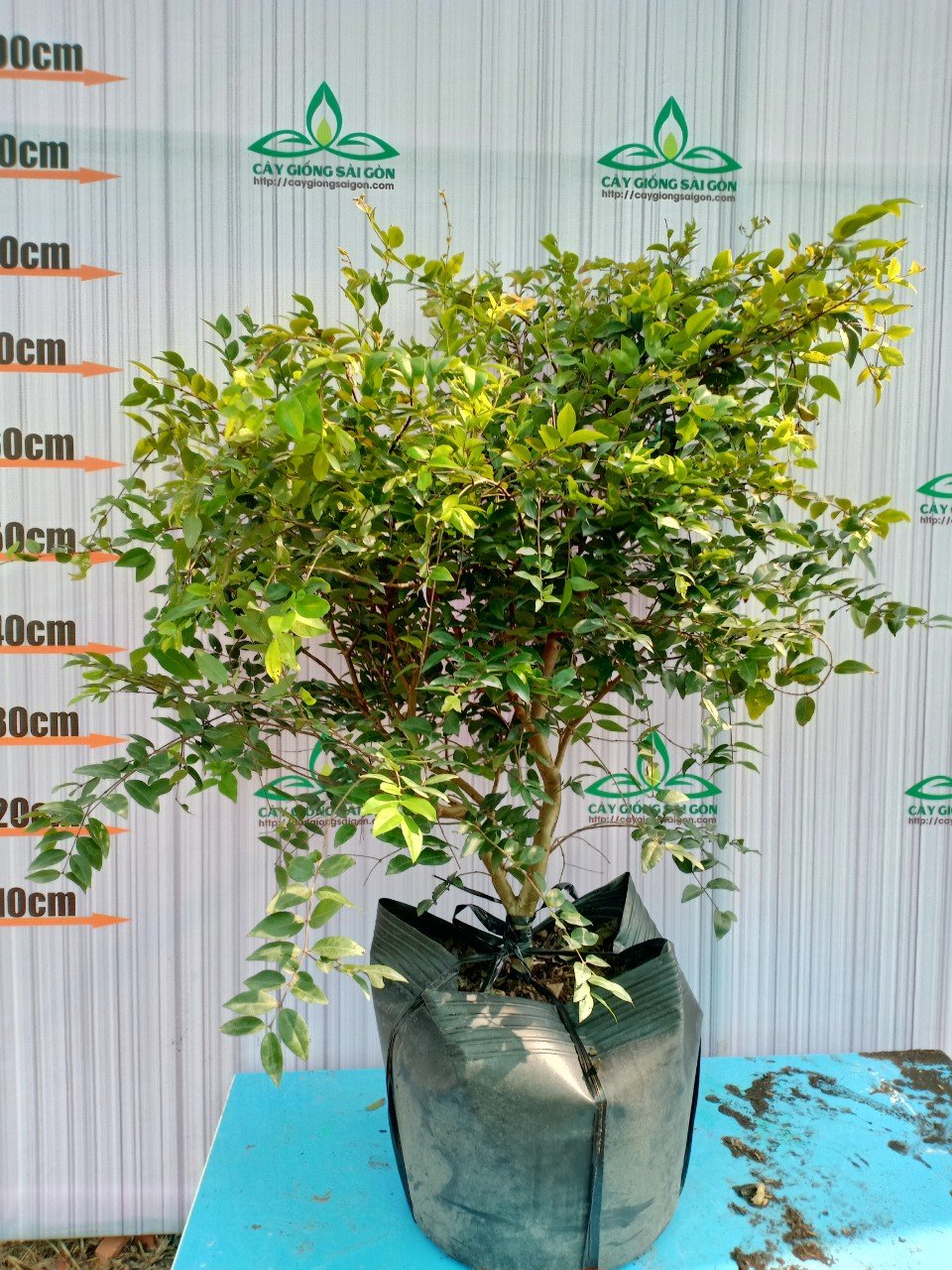 NHO THÂN GỖ 2