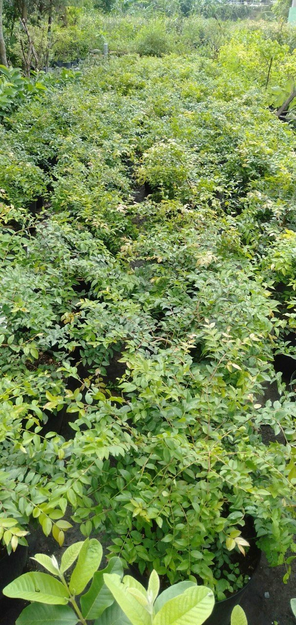 NHO THÂN GỖ 3