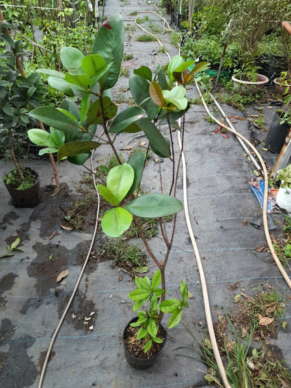CÂY CHERRY BRAZIL 90-1M 2