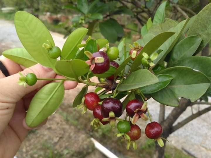 CÂY CHERRY BRAZIL 90-1M