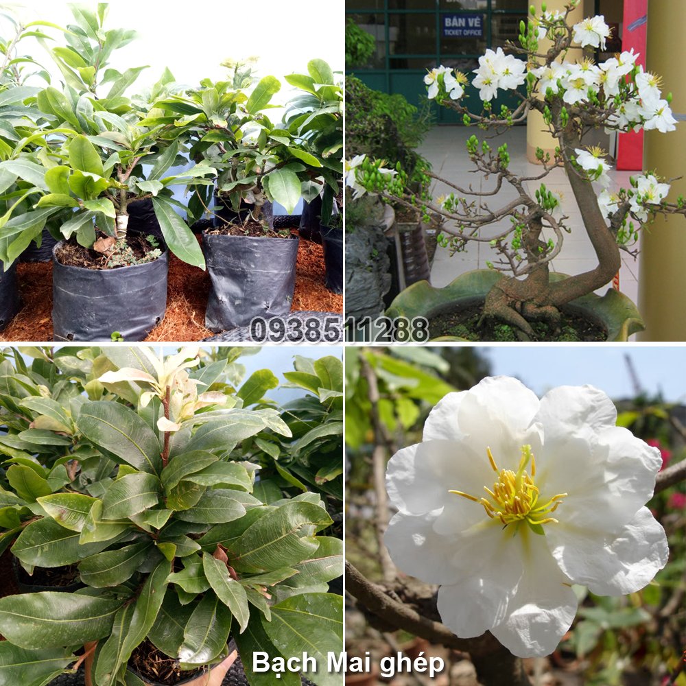 CÂY MAI TRẮNG GHÉP (Bạch Mai)