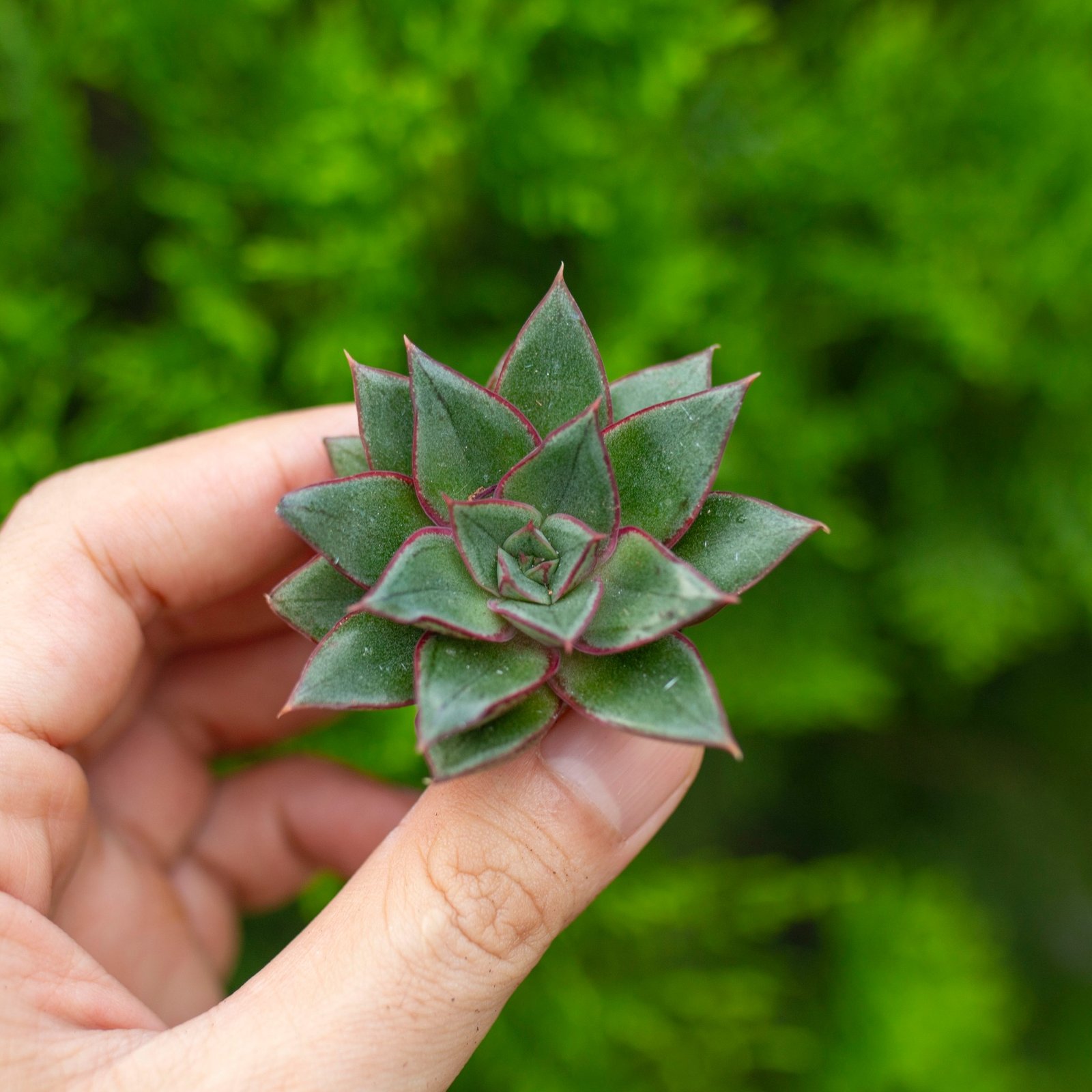 Sen đá hoa hồng đen mini 2-3cm (không chậu)