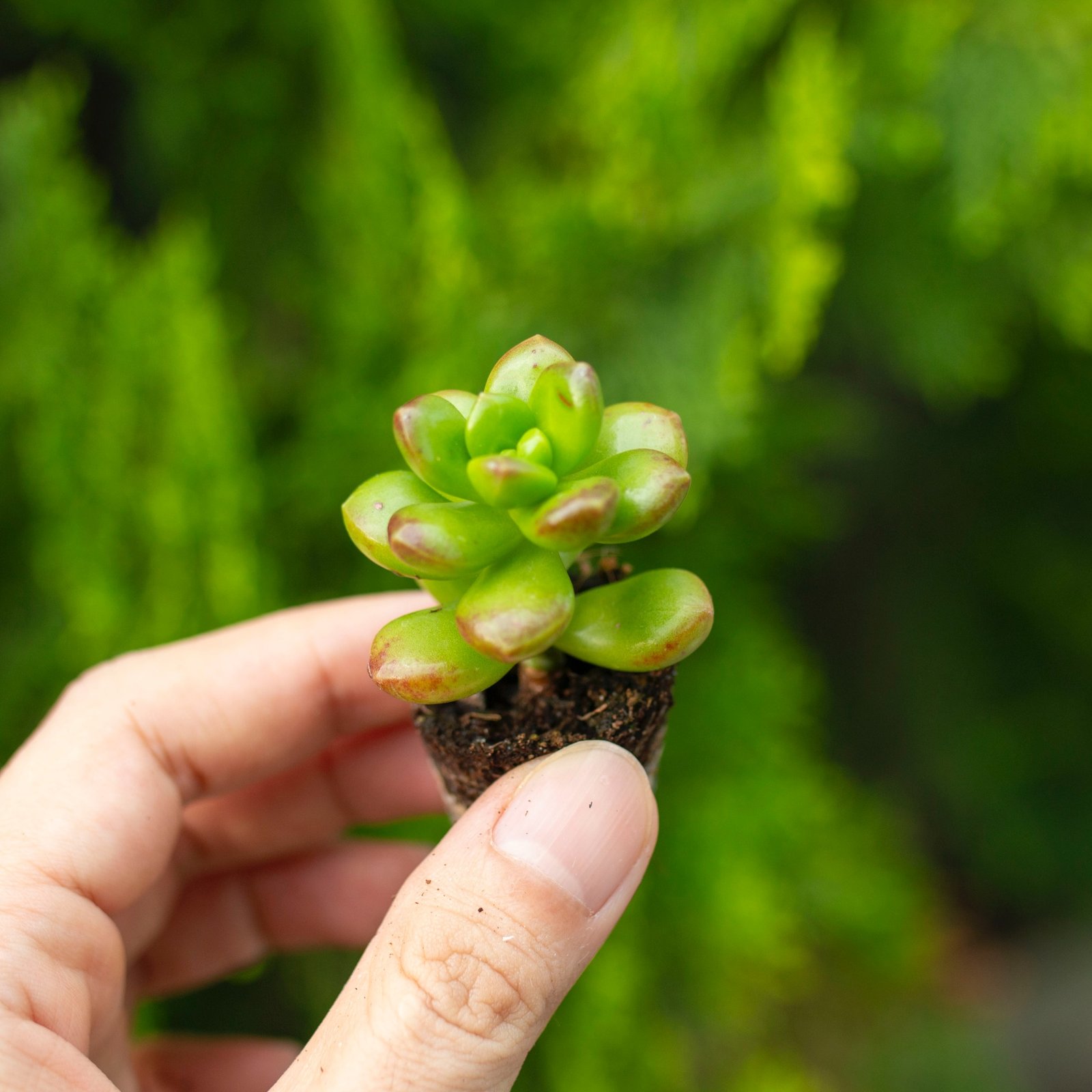 Sen đá sedum kẹo mini 2-3cm (không chậu) 2