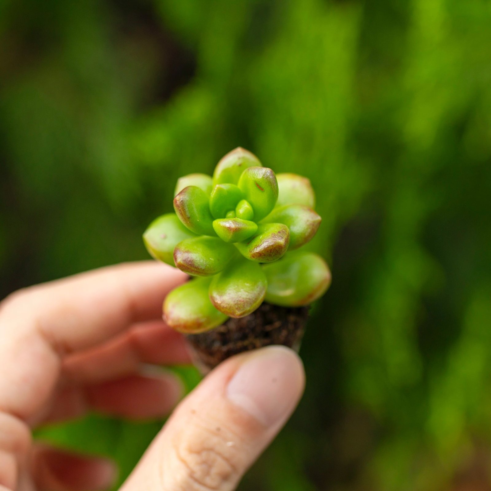 Sen đá sedum kẹo mini 2-3cm (không chậu)