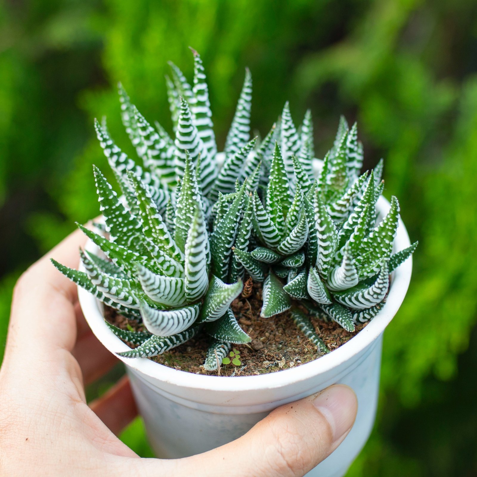 Sen đá móng rồng bụi cỡ vừa 9-11cm (chậu nhựa)