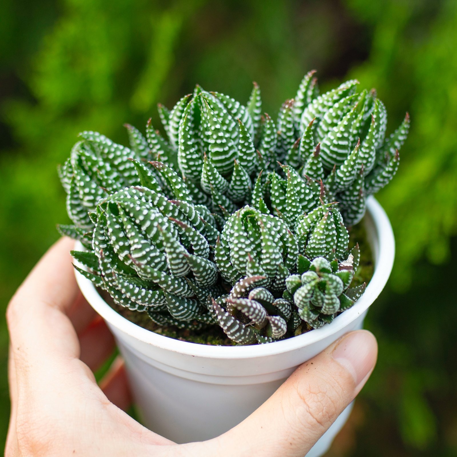 Sen đá móng rồng cúp bụi cỡ vừa 9-11cm (chậu nhựa)
