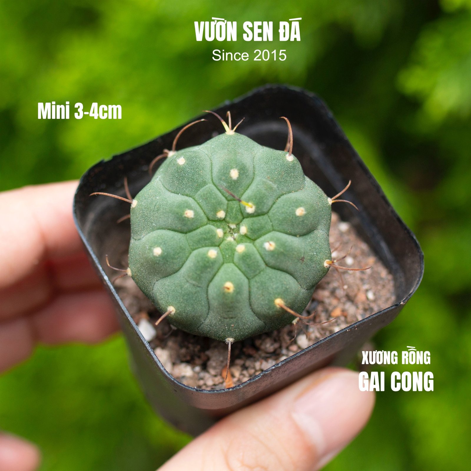 Xương rồng gai cong 3-4cm (Chậu nhựa)