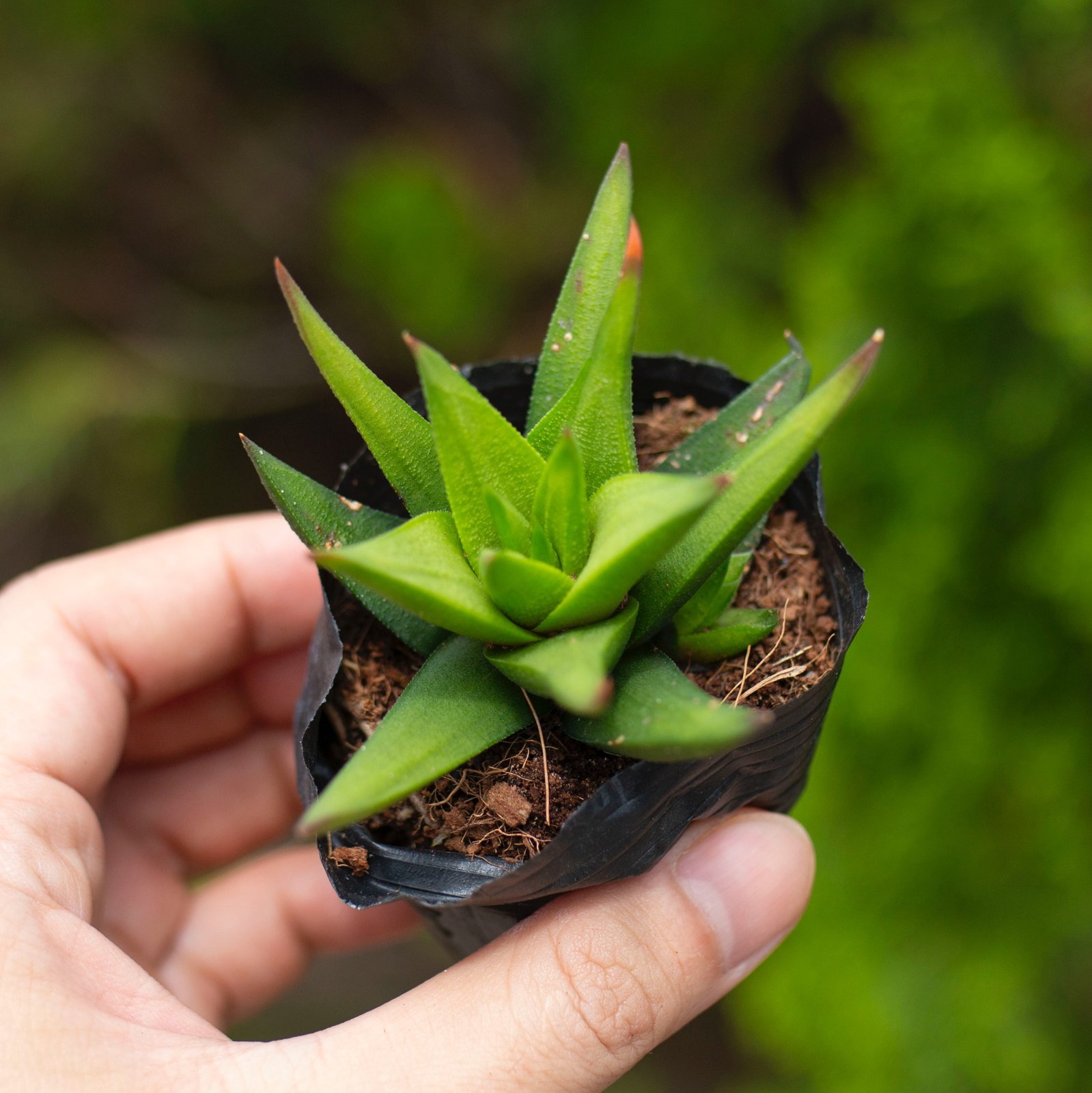 Sen đá móng rồng xanh 5-7cm (bịch nhựa)
