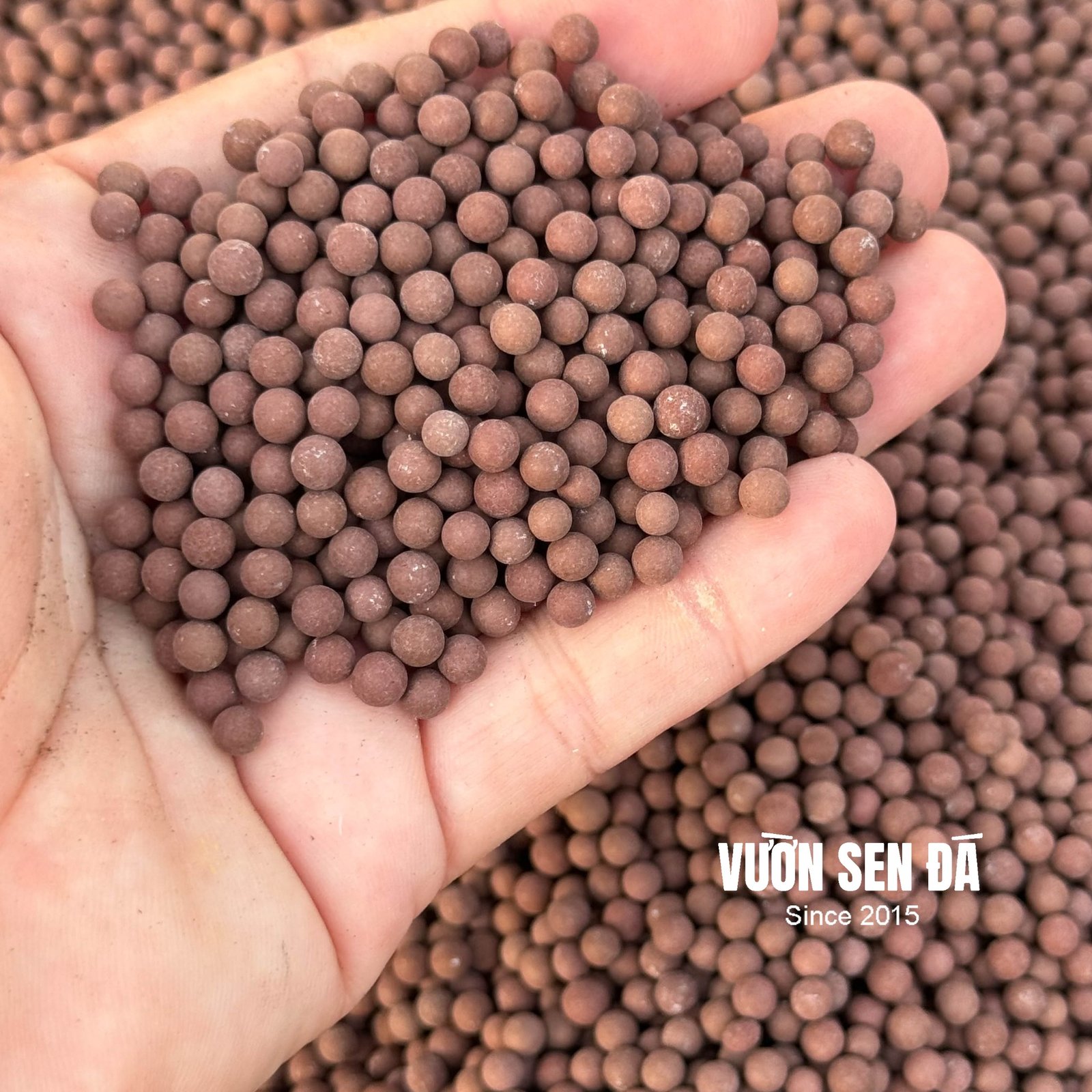 Đất sét nung Popper Thái Lan siêu nhẹ (1 lít) - Vườn sen đá 2