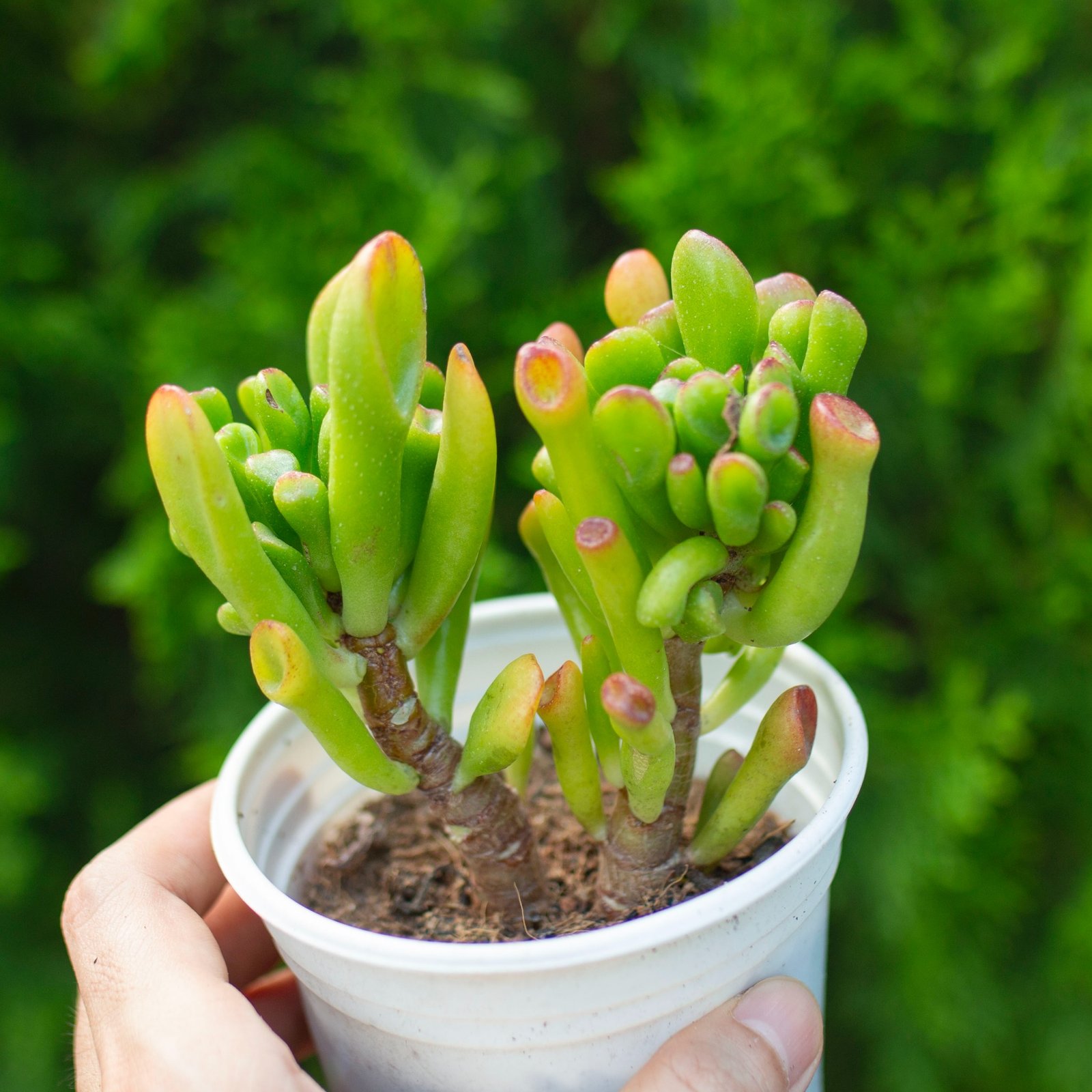Sen đá ống điếu cỡ vừa 9-11cm (chậu nhựa)