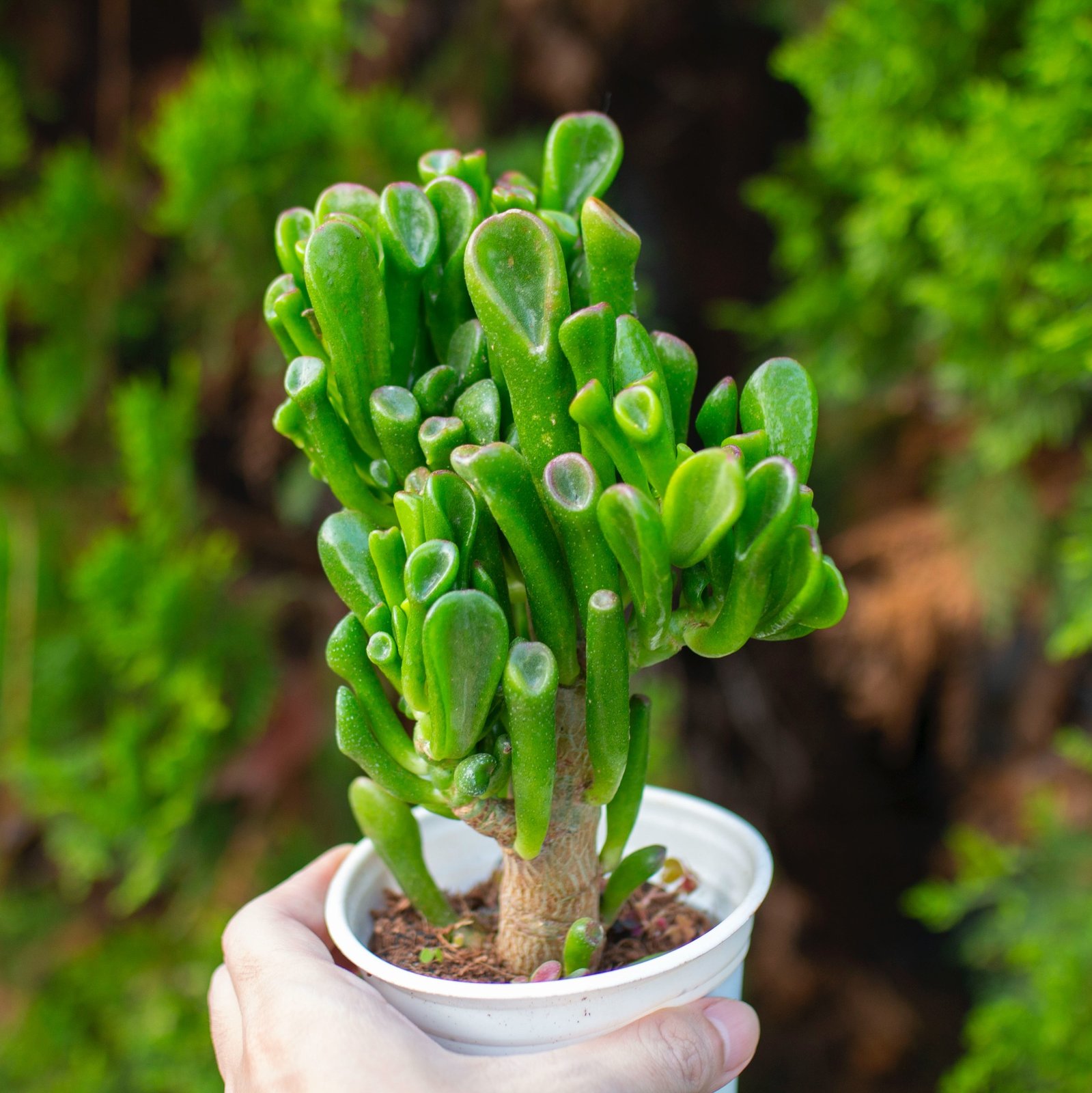 Sen đá ống điếu cỡ vừa 9-11cm (chậu nhựa) 2