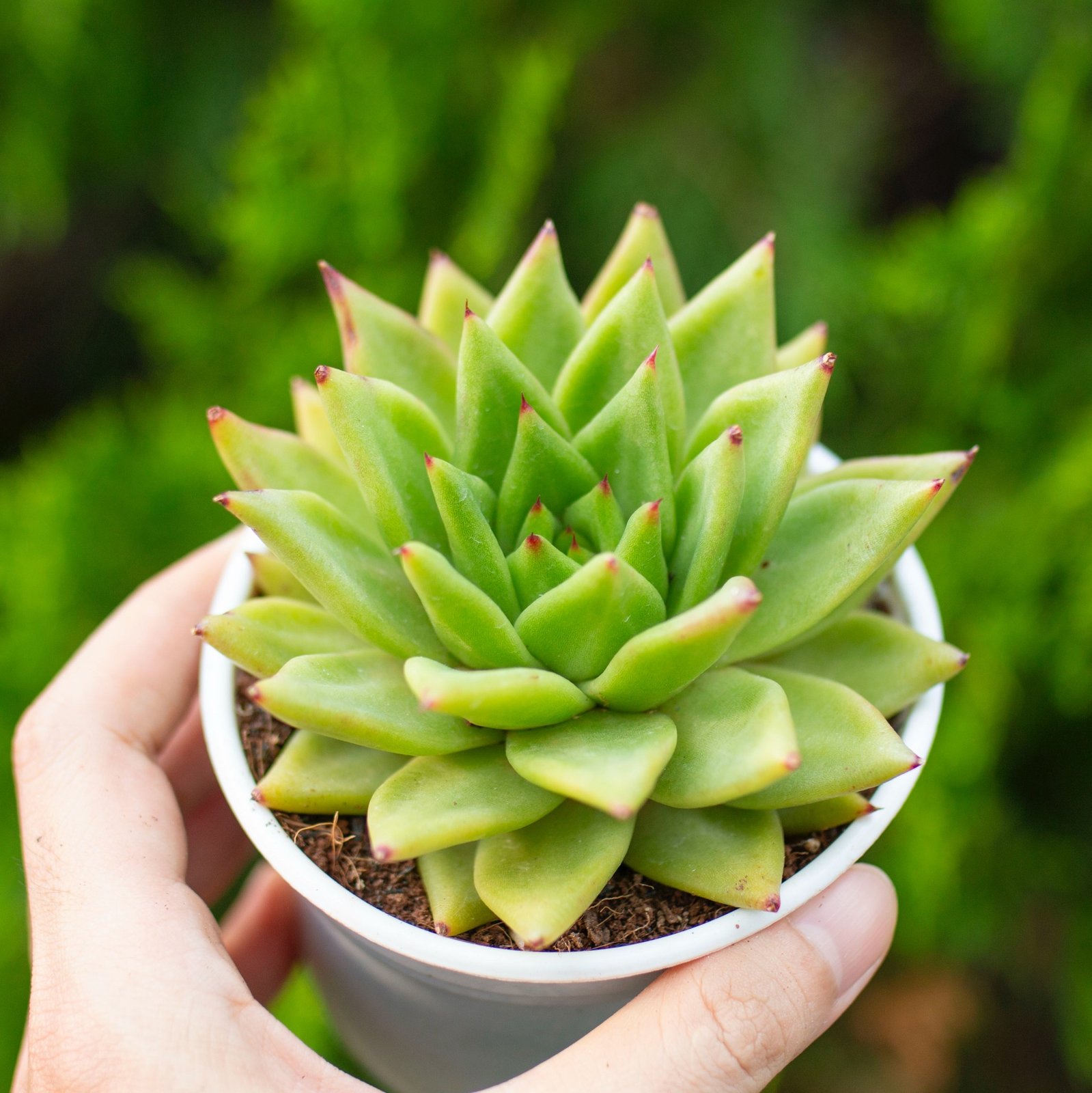 Sen đá đế vương cỡ vừa 9-11cm (Chậu nhựa)