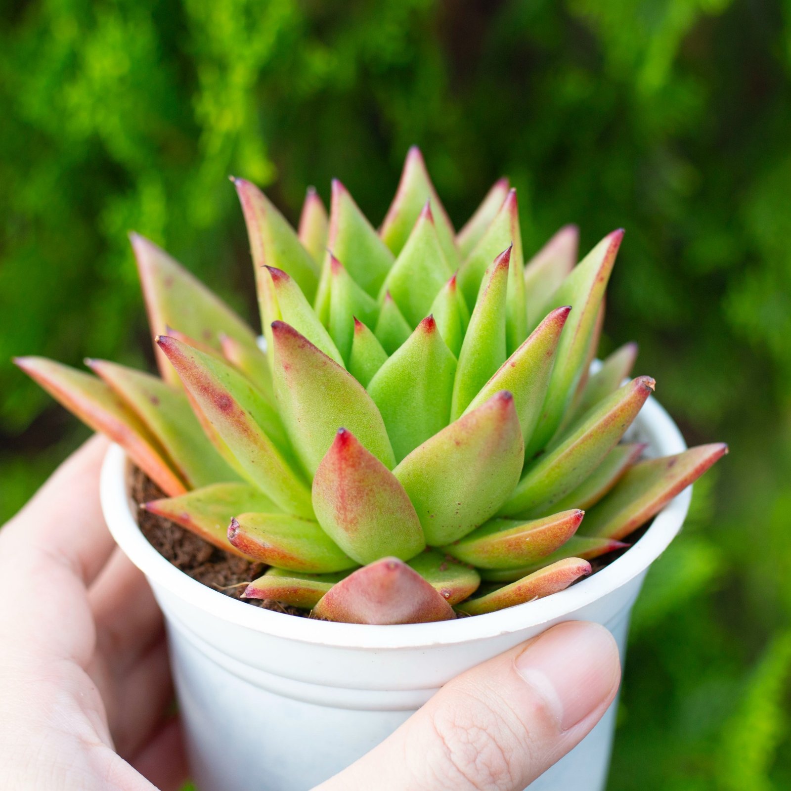 Sen đá đế vương cỡ vừa 9-11cm (Chậu nhựa) 3