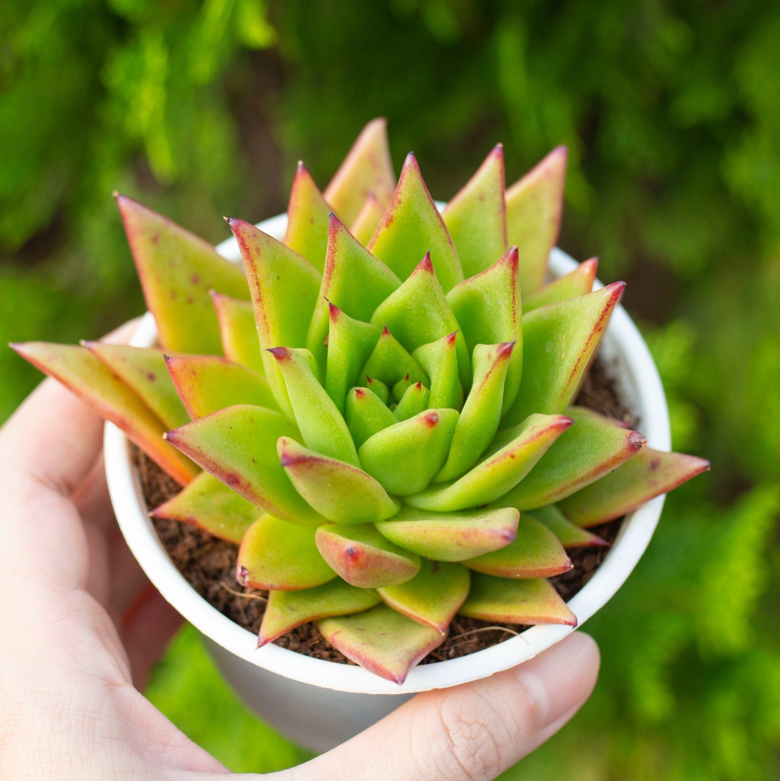 Sen đá đế vương cỡ vừa 9-11cm (Chậu nhựa) 2