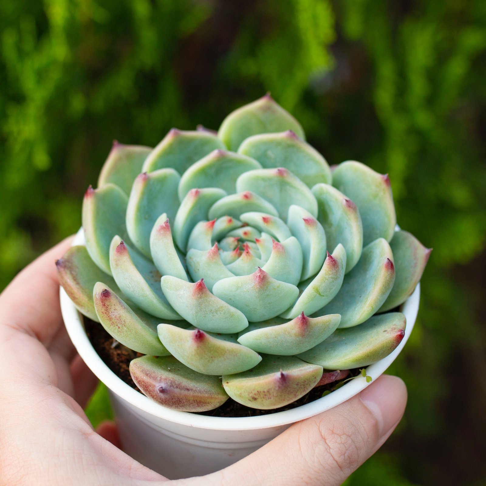Sen đá bánh bao lửa cỡ vừa 9-11cm (chậu nhựa) 3