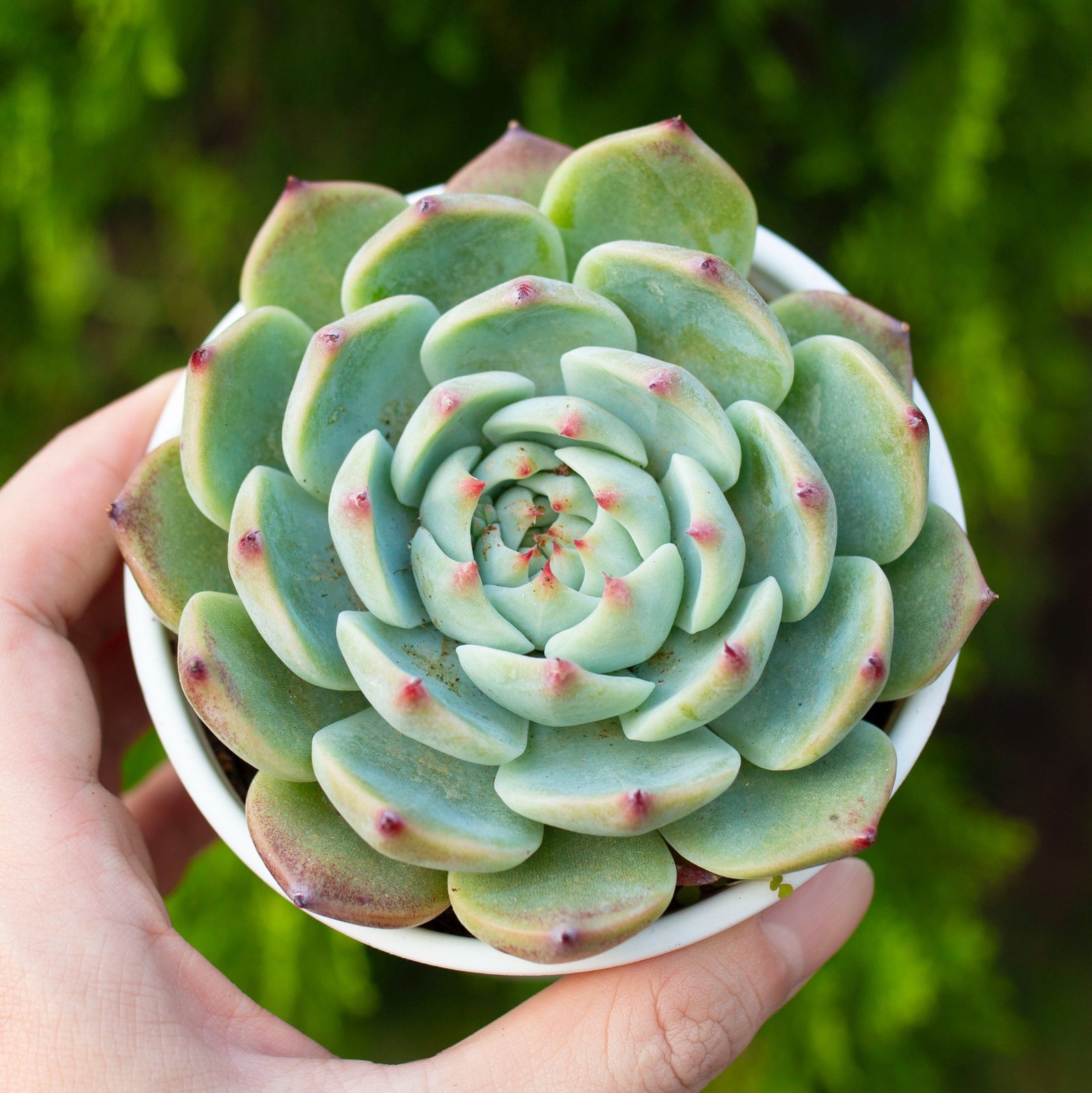 Sen đá bánh bao lửa cỡ vừa 9-11cm (chậu nhựa) 2