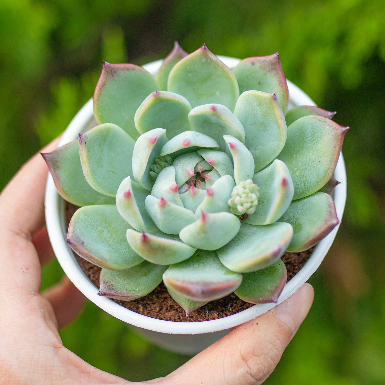 Sen đá bánh bao lửa cỡ vừa 9-11cm (chậu nhựa)