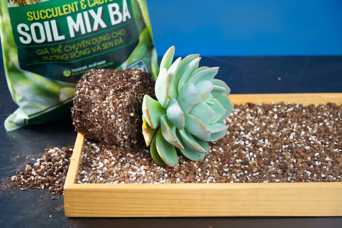 Soi mix - Đất trồng sen đá trộn sẵn 2