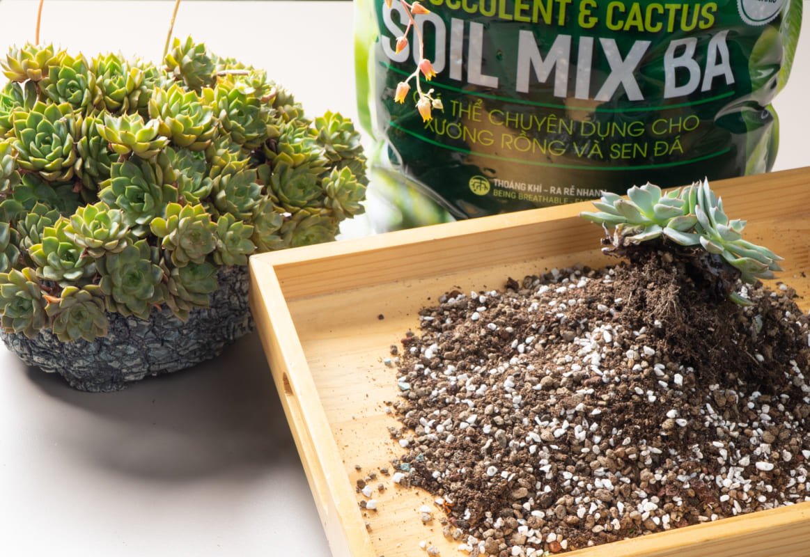 Soi mix - Đất trồng sen đá trộn sẵn 3