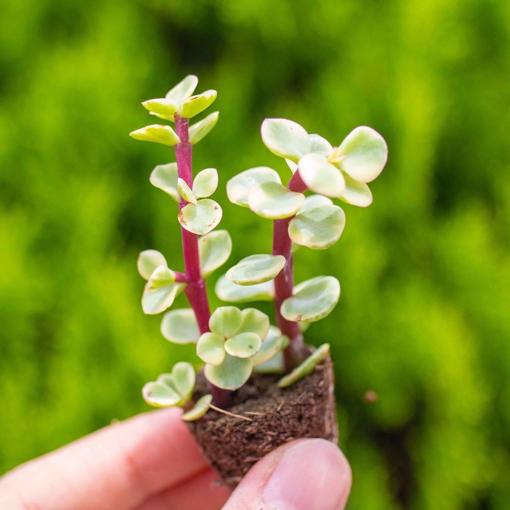 Sen đá đôla - Sen vỉ mini 2-3cm (không chậu)