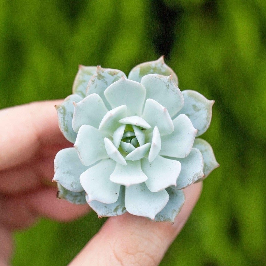 Sen đá ngọc trinh - Sen vỉ mini 2-3cm (không chậu)