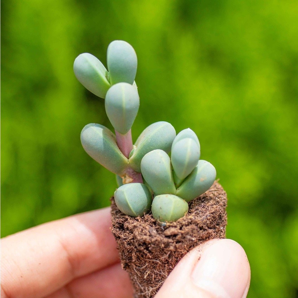 Sen đá lá tim - Sen vỉ mini 2-3cm (không chậu)