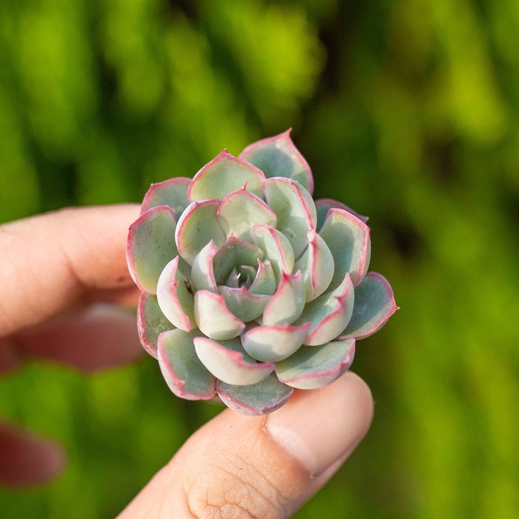 Sen đá viền tím mới - Sen vỉ mini 2-3cm (không chậu)