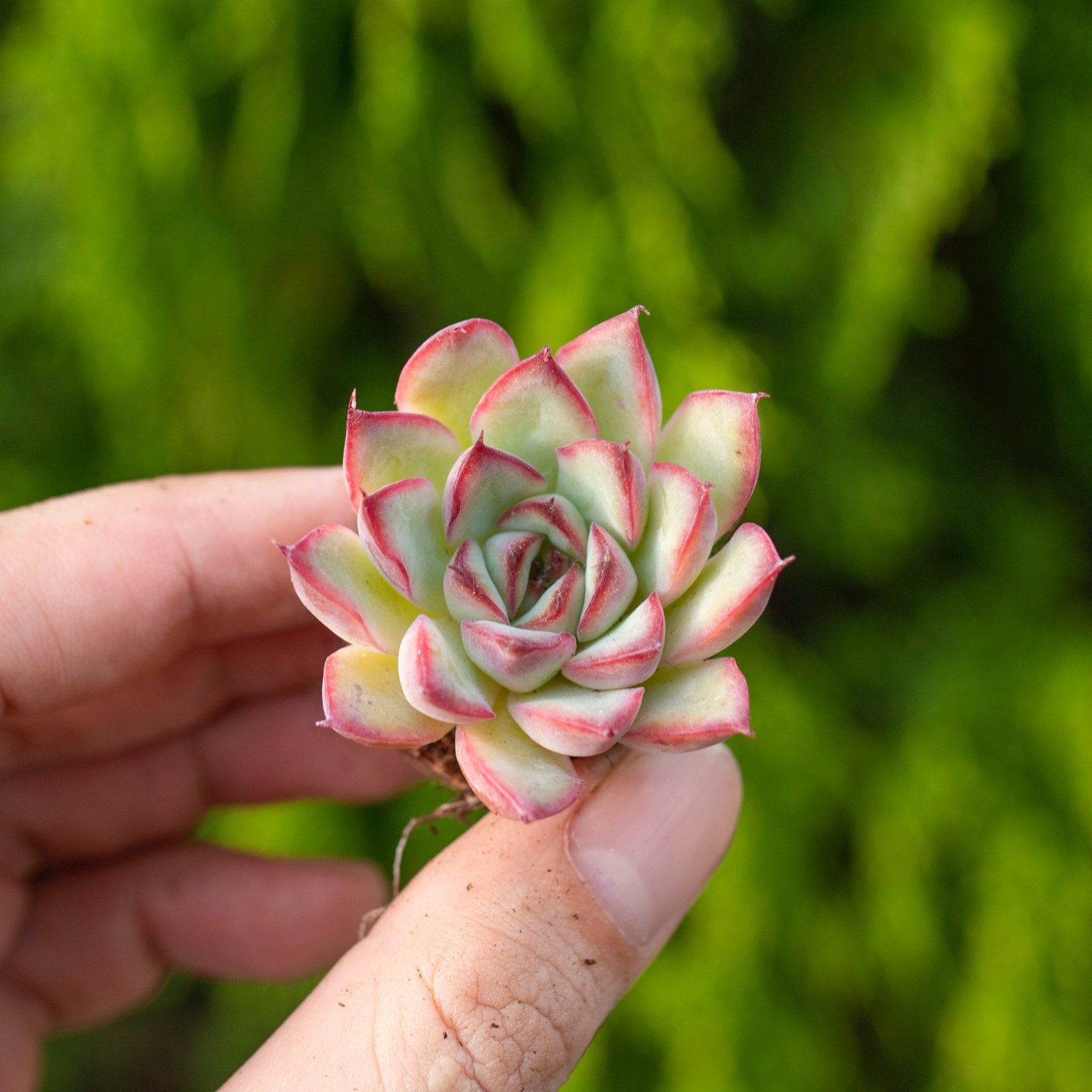 Sen đá viền đỏ - Sen vỉ mini 2-3cm (không chậu)